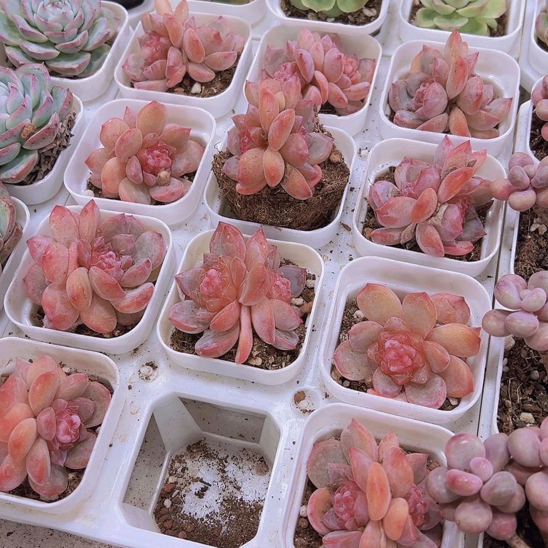 云岚双头19包邮多肉植物