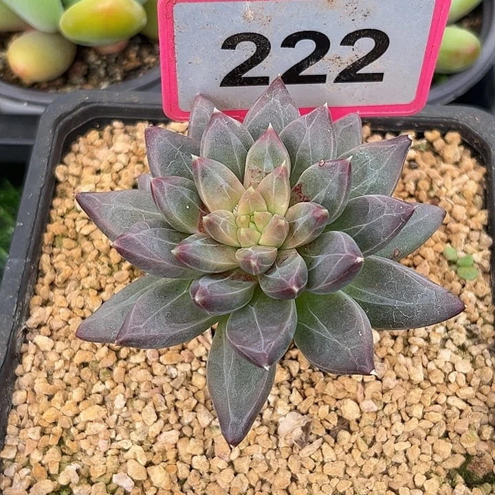 飘***摇多肉植物娜美优选222