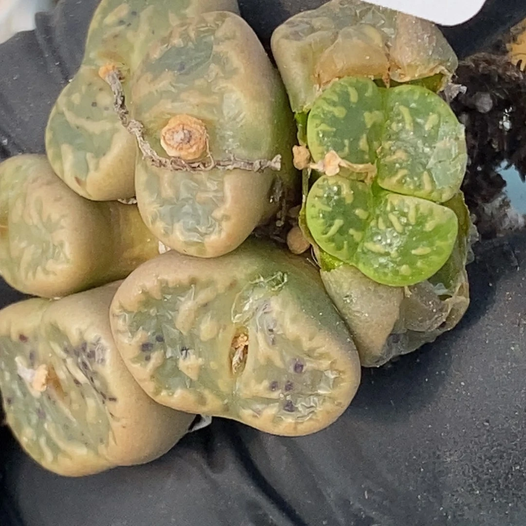 桃喜花园0313/7勋章