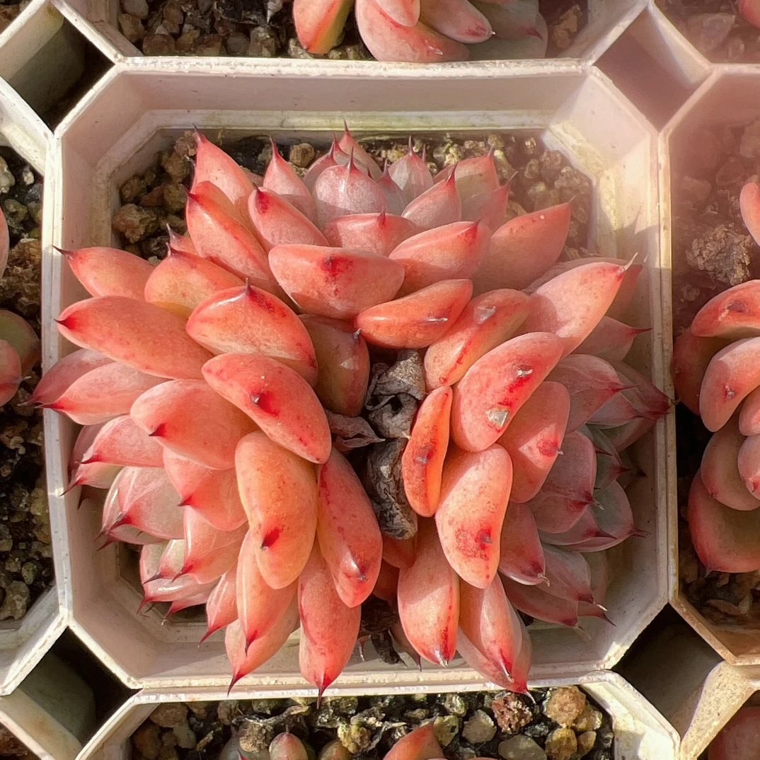 70#3头星光珍妮有砍（6-8cm）脱土