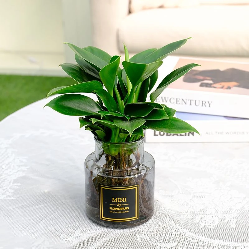 金钻盆栽植物水培绿植花卉多肉办公室内去吸除甲醛铂金钻绿公主