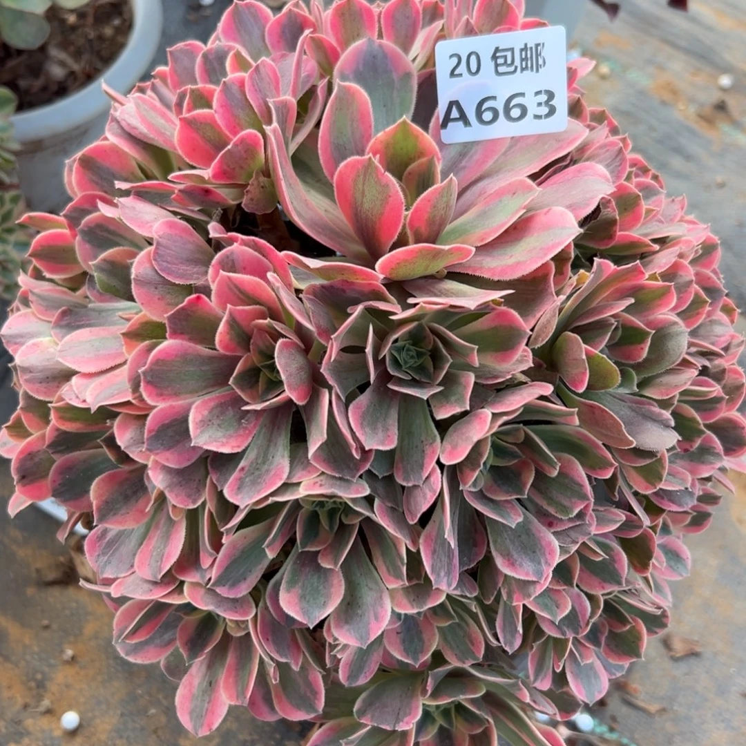 663女妖，多肉法师