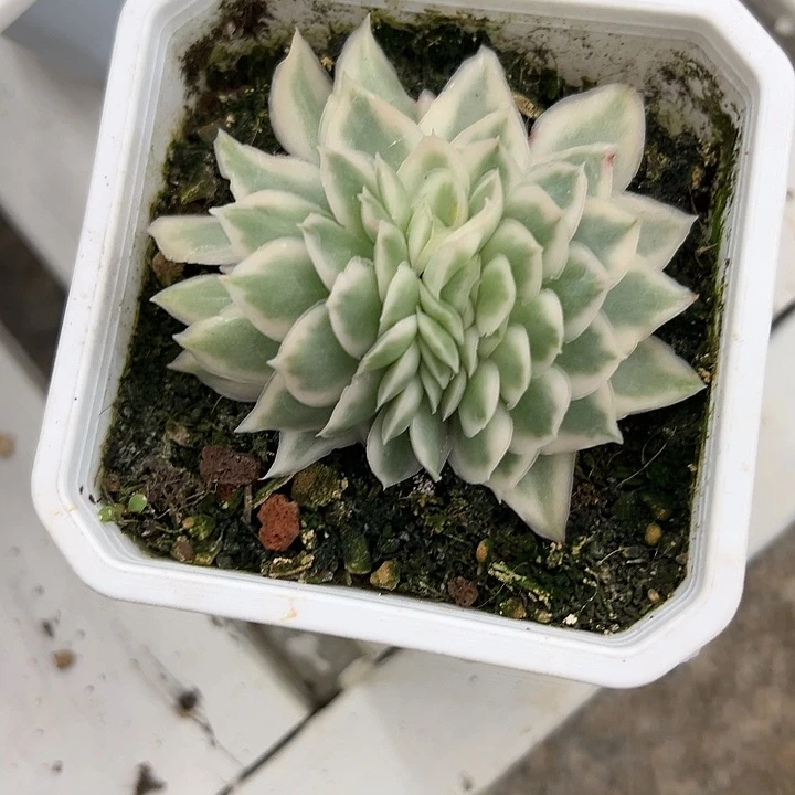 紫蝴蝶缀多肉植物