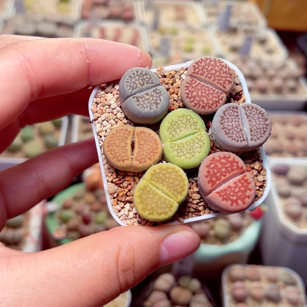 46号带盆盆包邮发货