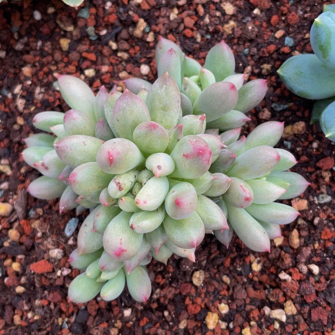 无花朵虞福利多肉8888