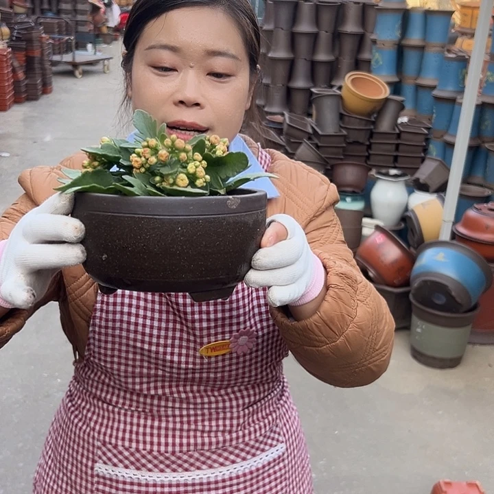 拉毛绿萝小一个花盆花盆花盆
