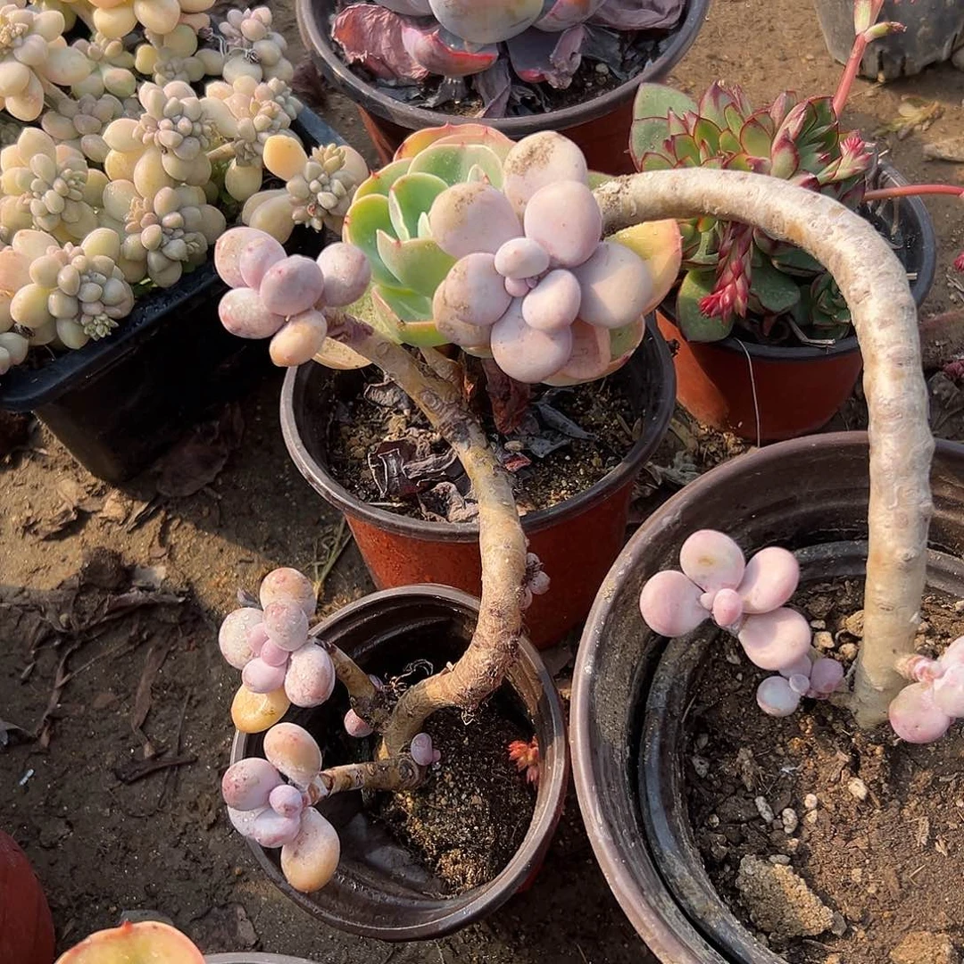 多肉植物两颗老庄