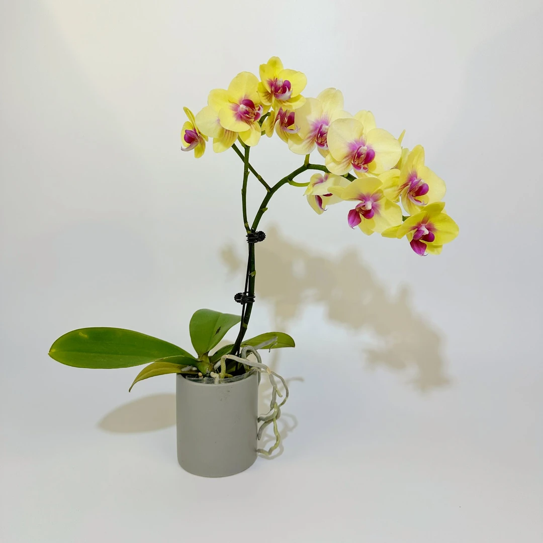 【朝日】蝴蝶兰花卉绿植美观趣味客厅家里简易办公室养护
