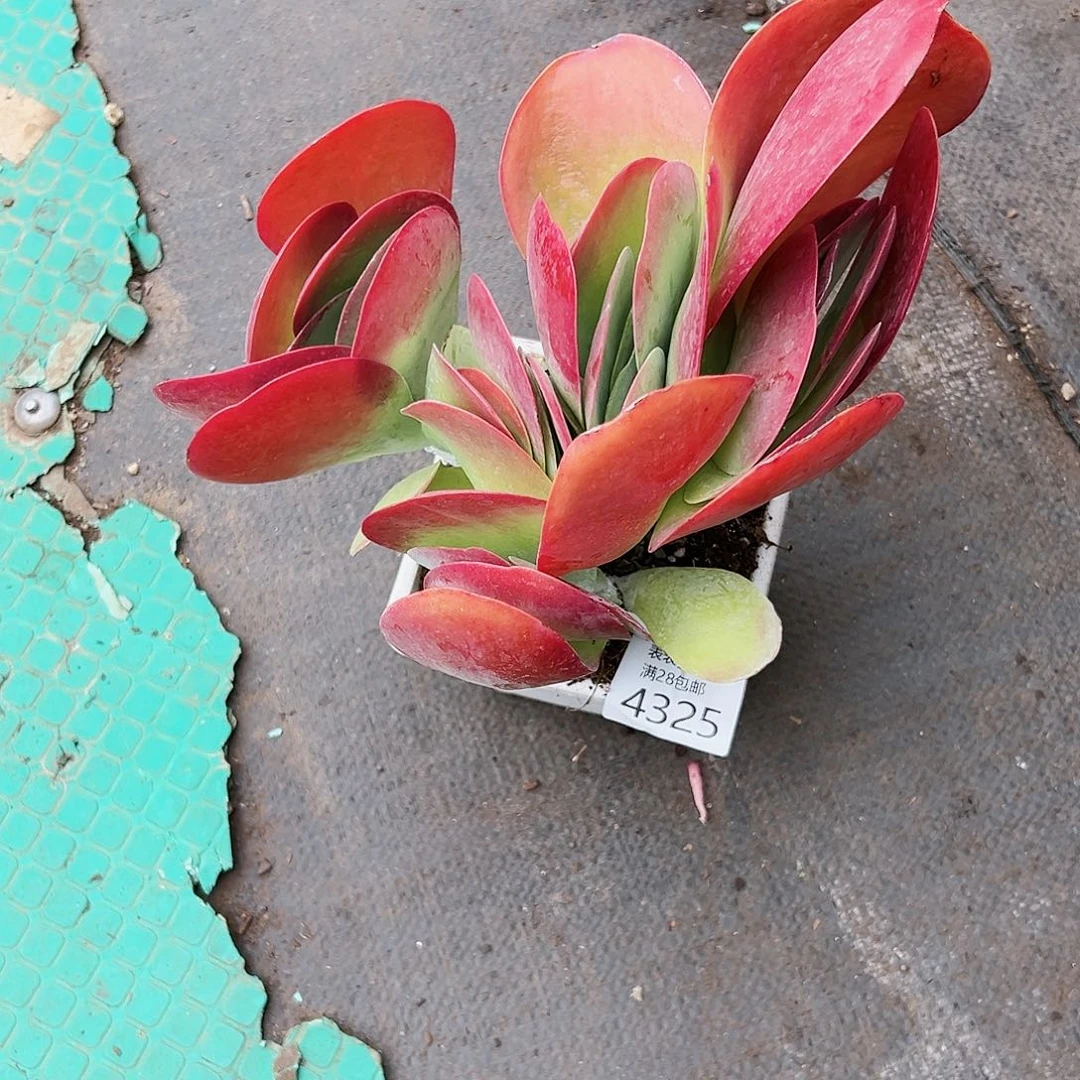 9号E***²我们的确是一4325