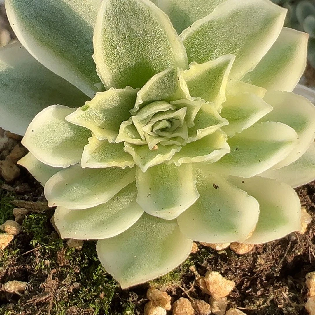 山地玫瑰锦秋夕1453号