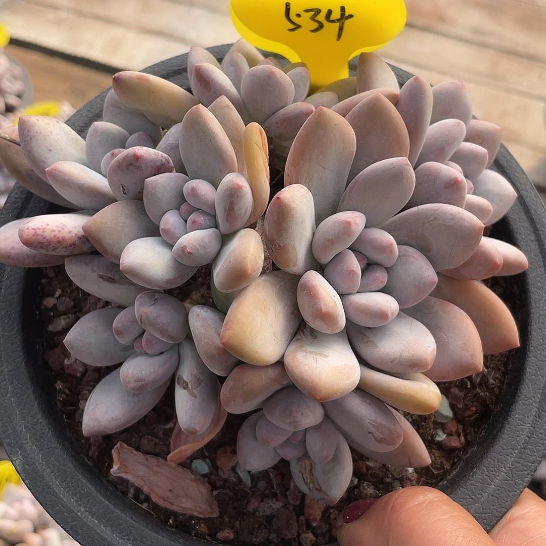 奶酪香水多肉植物534