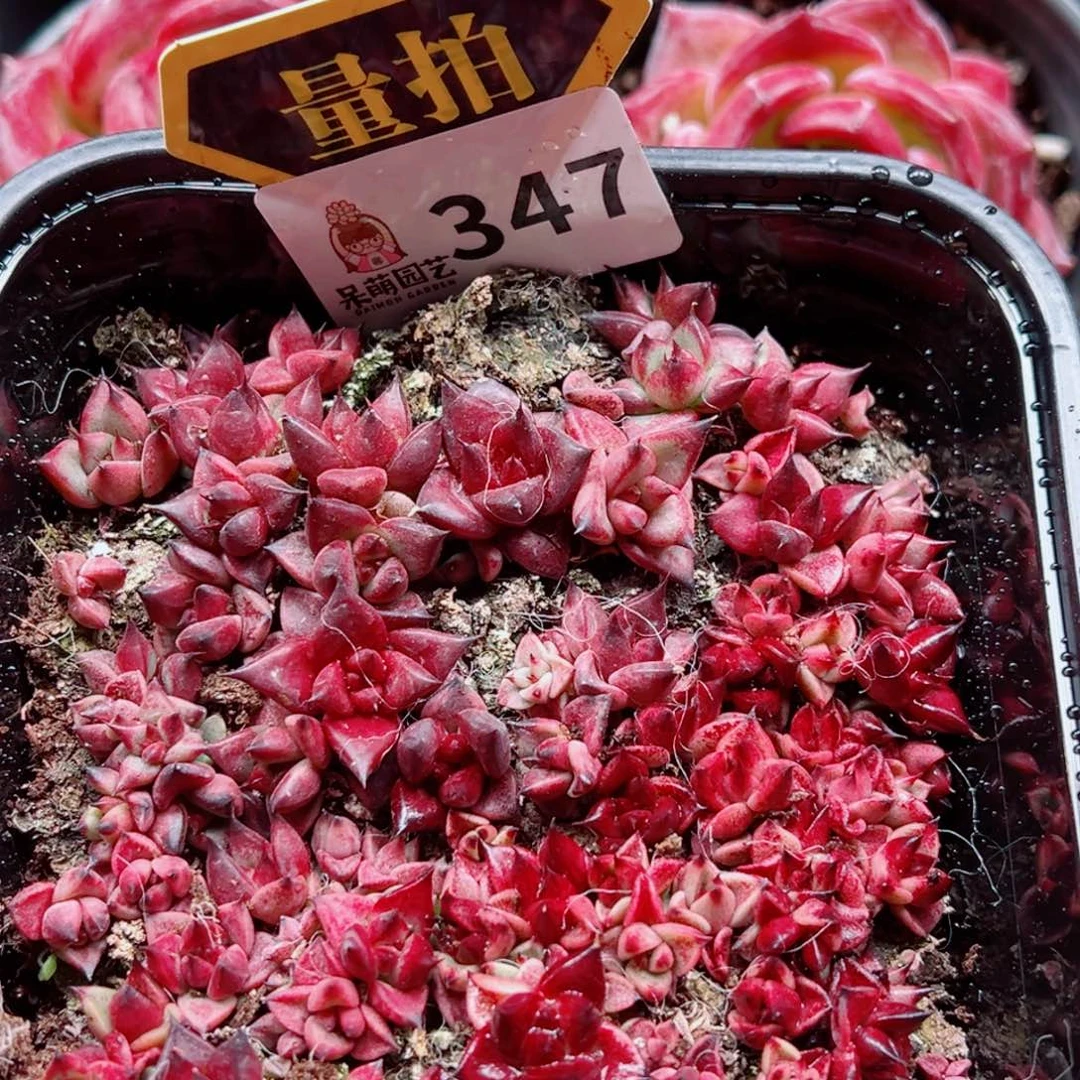 当前无花朵，栽培后可花朵多肉植物多肉植物