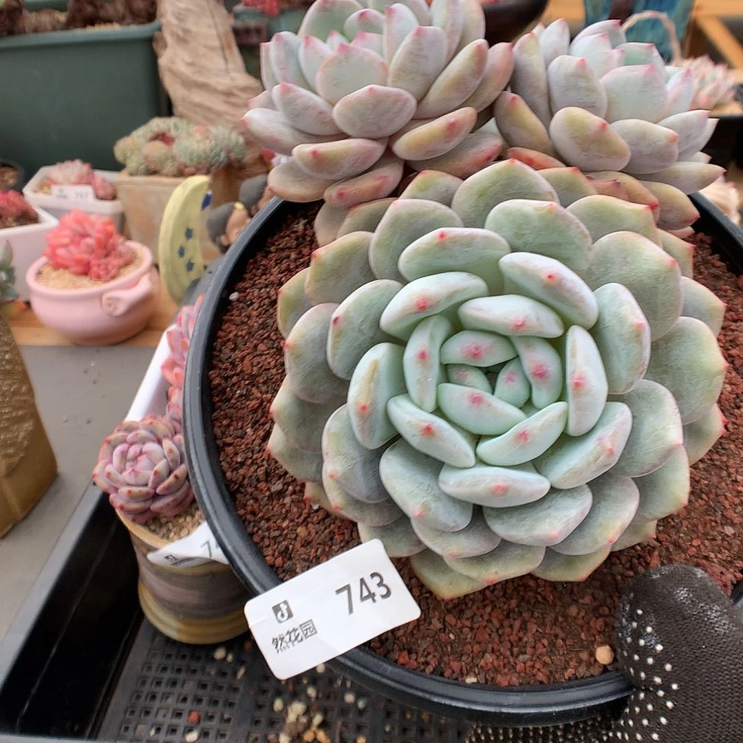 743梦露多肉植物3333