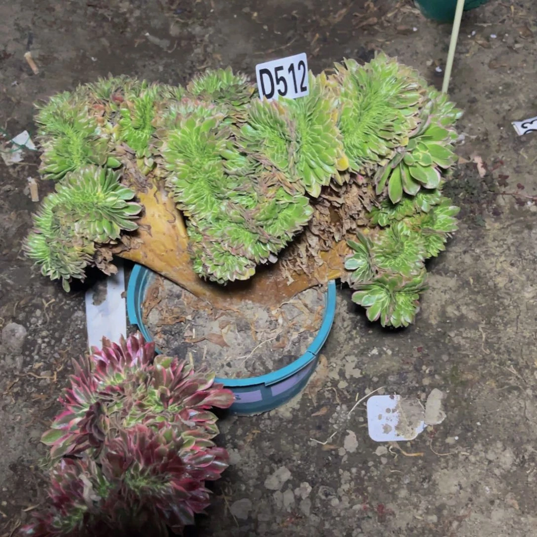 海王法师16-//11包邮