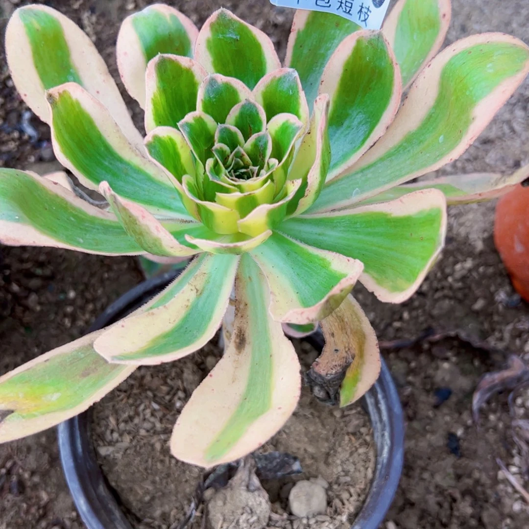 1920多肉植物法师法师燕姿锦