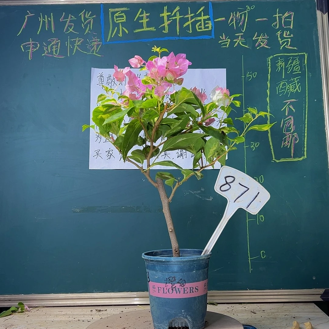 当前无花栽培后可以开花金心橙白871