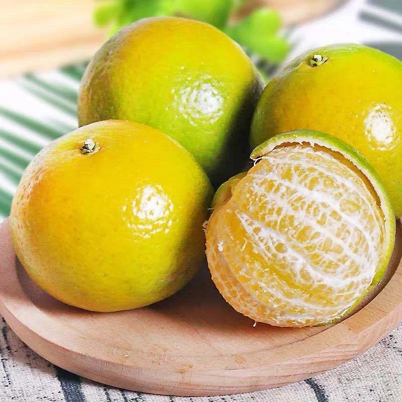 广西薄皮皇帝柑清香橘清甜脆嫩多汁当季水果新鲜采摘产地直发贡柑