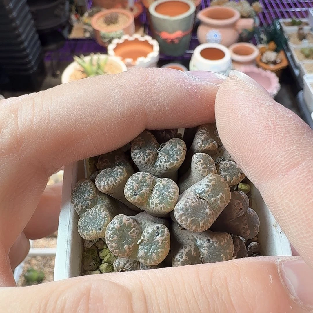 小*宝dy3 1443.25 泡泡 小熊宝宝