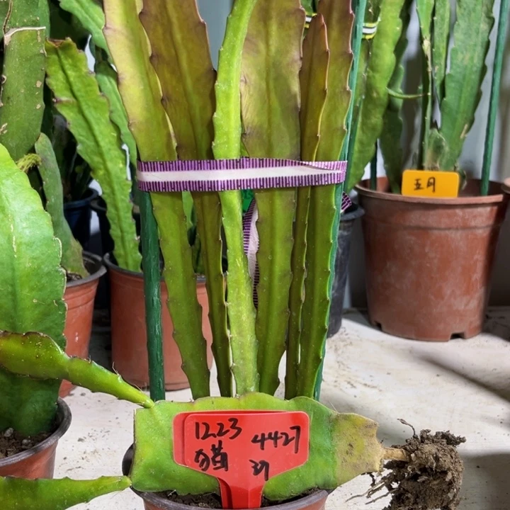 当前无花栽培后可以开花猫***好橙鱼