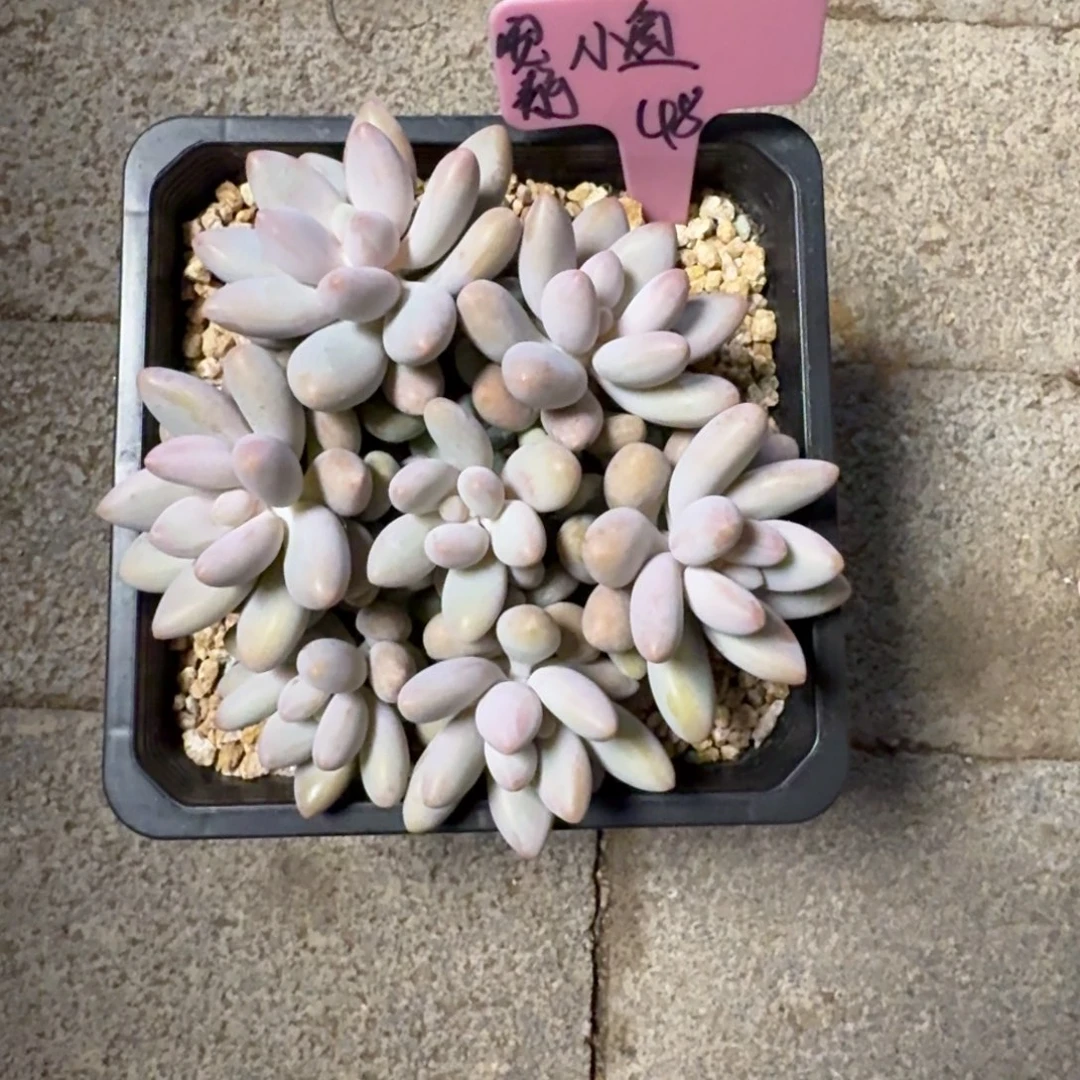 安***鱼1111111111111111