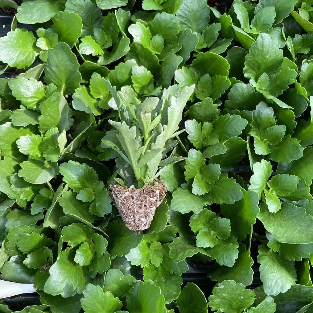长寿花小苗大花阳台客厅庭院四季开花