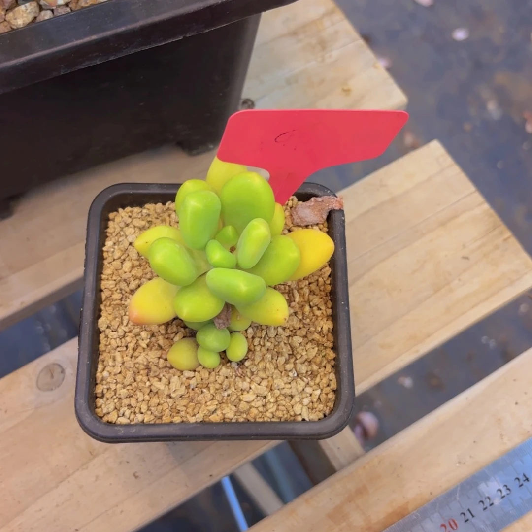 小*?啦啦啦啦啦啦啦啦