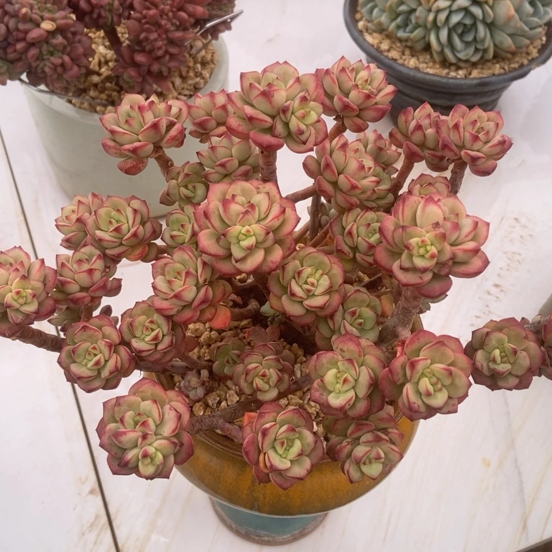 探戈的人多肉多肉