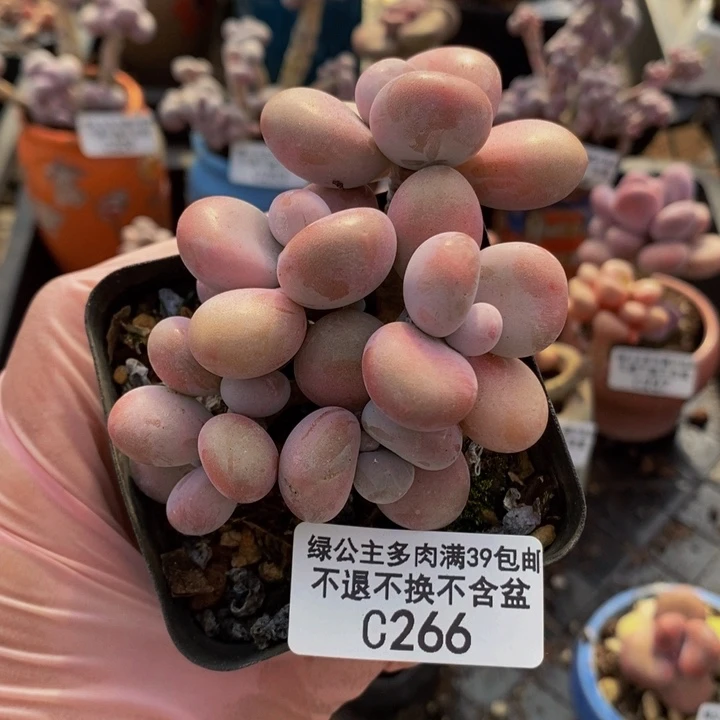 腰子桃蛋6cm266多肉植物