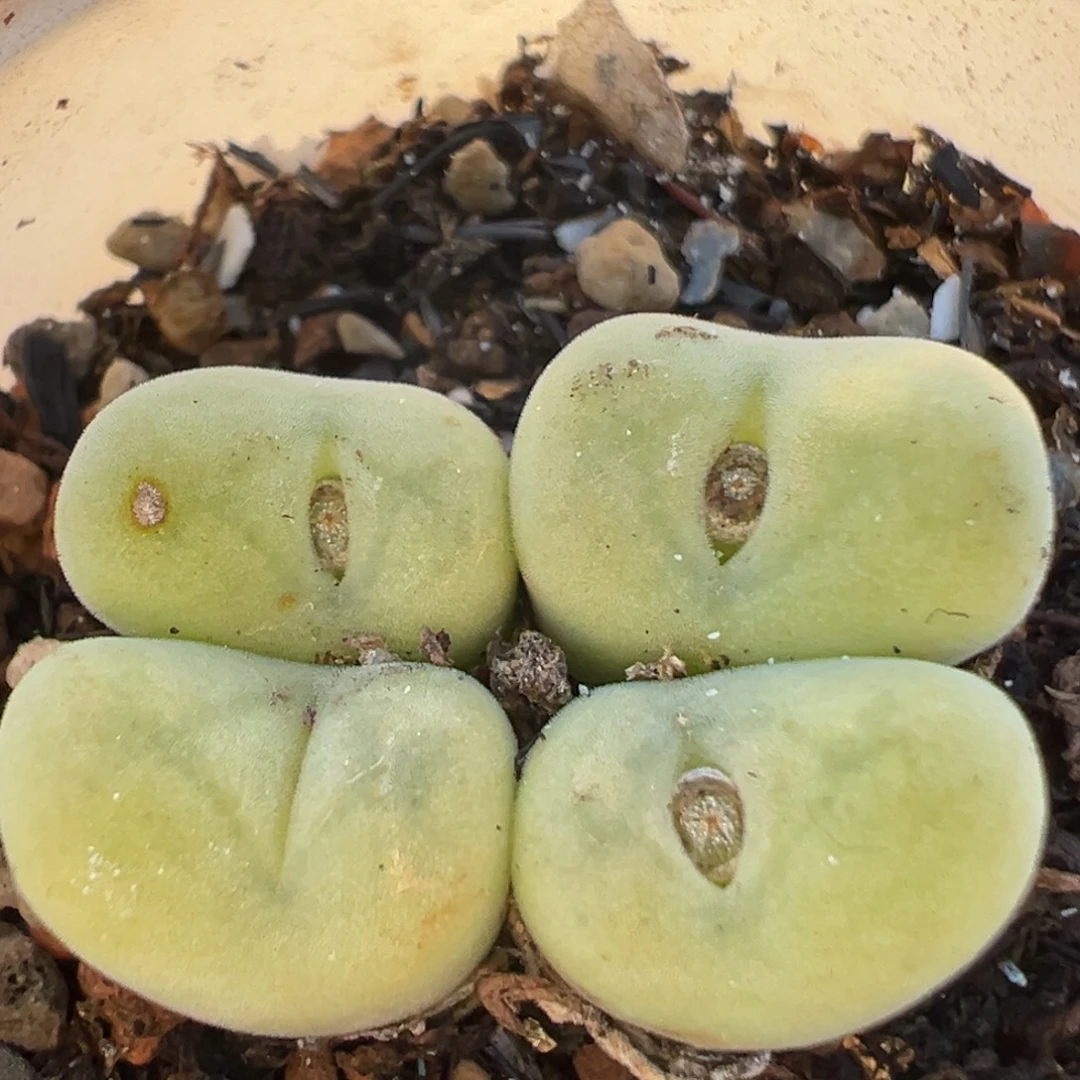 303多肉植物百科植物