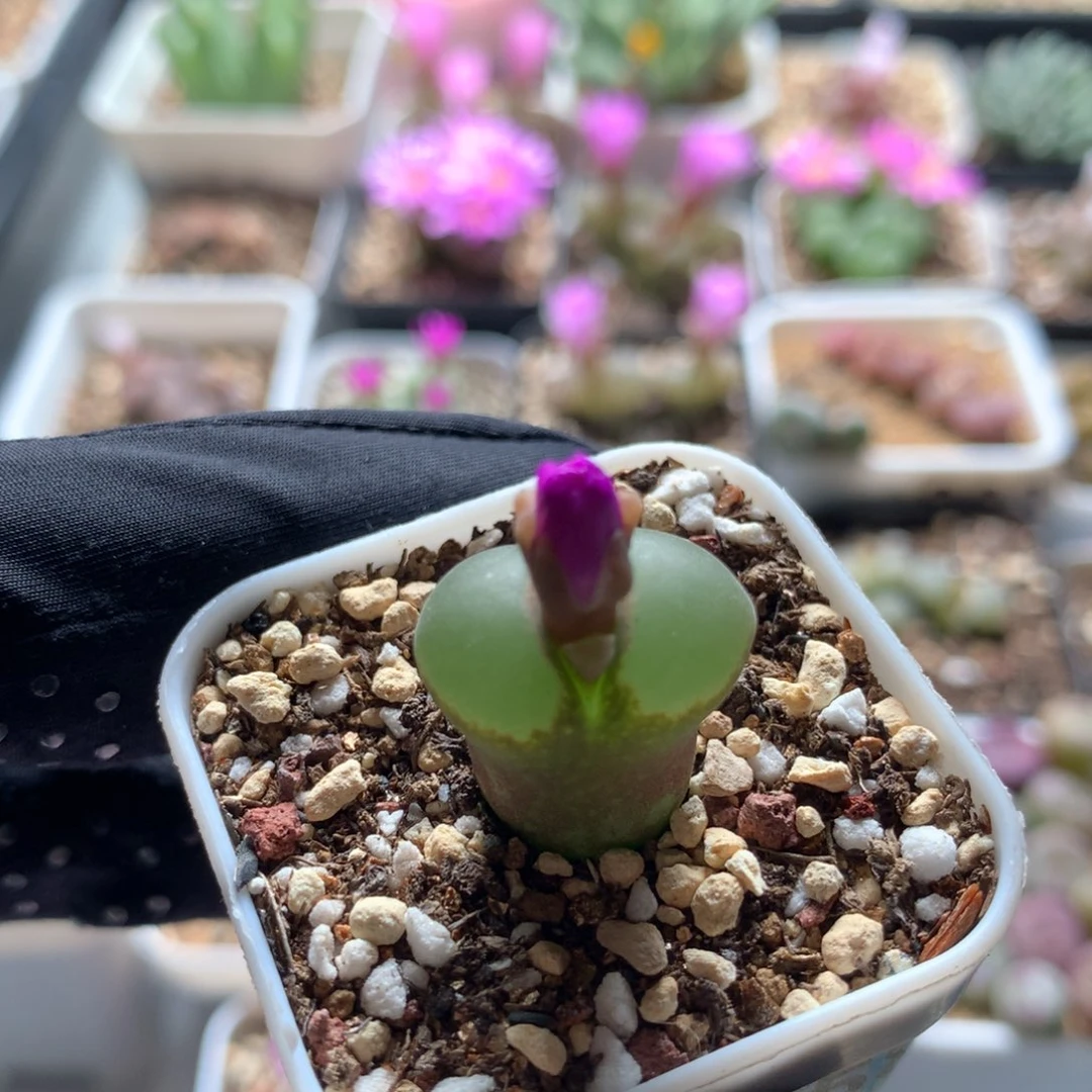 a058粉红女郎一颗