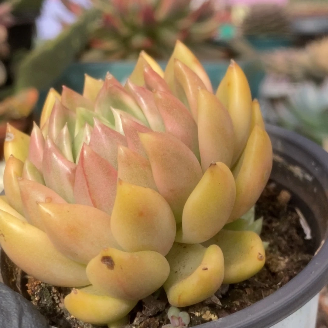 723红酒锦锦锦锦锦锦锦