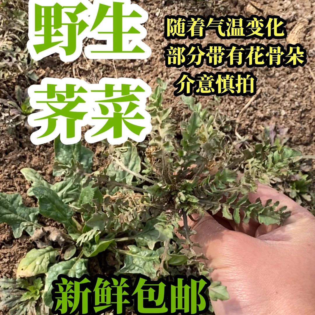 现挖野生荠菜 现挖头茬季菜种植包饺子馄饨野菜2斤3斤4斤