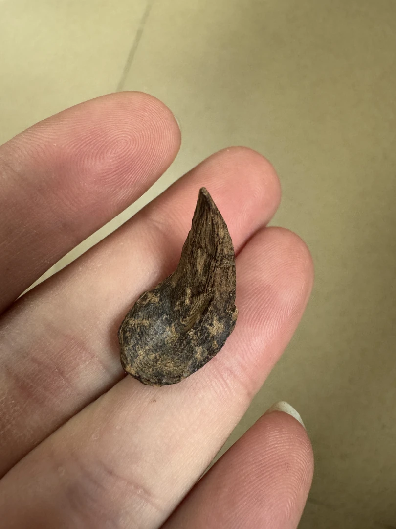 0.73克沉水海南树丁