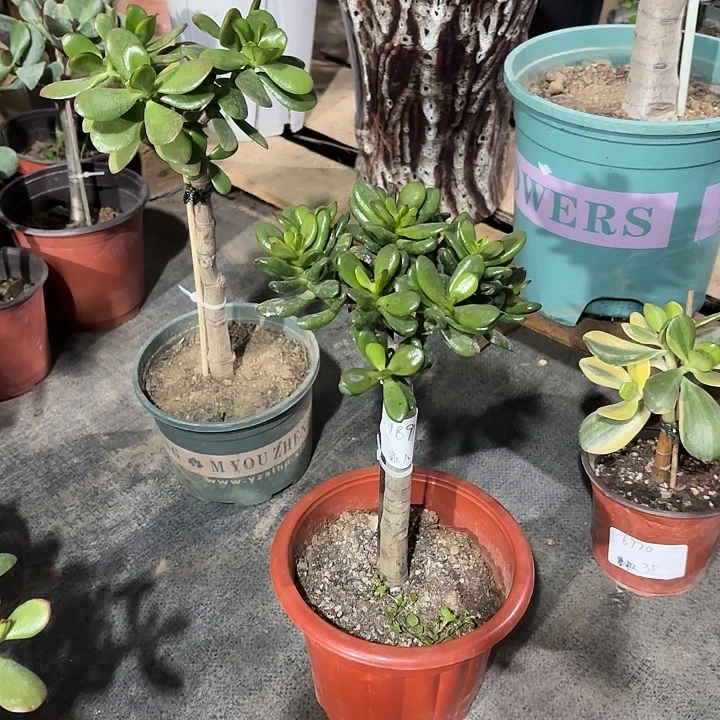 家***约当前无花栽培后可以开花招财猫18