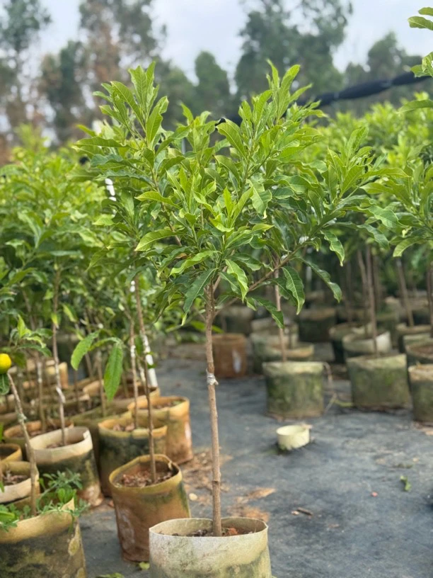 花果山精选绿植黄晶果 大苗 口感爆汁 一物一拍  四季丰产 产量高