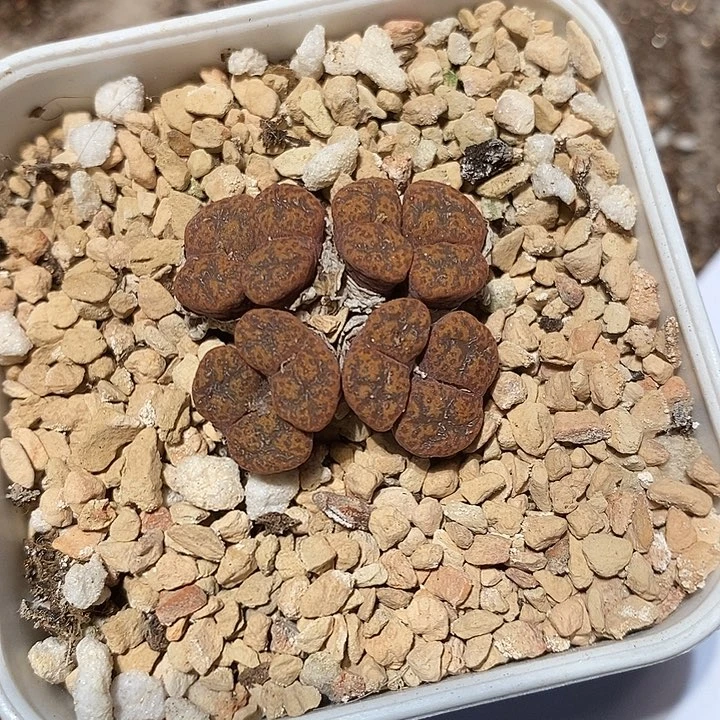 12304。 酒红勋章。