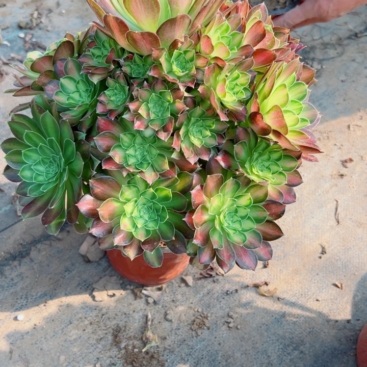 937韶华多肉植物