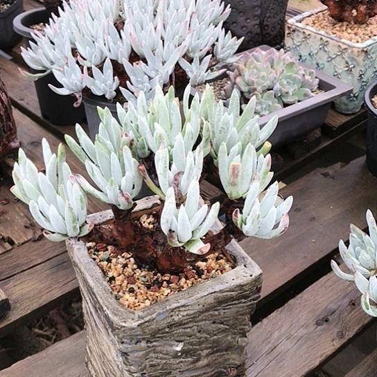 登西弗洛拉仙女棒