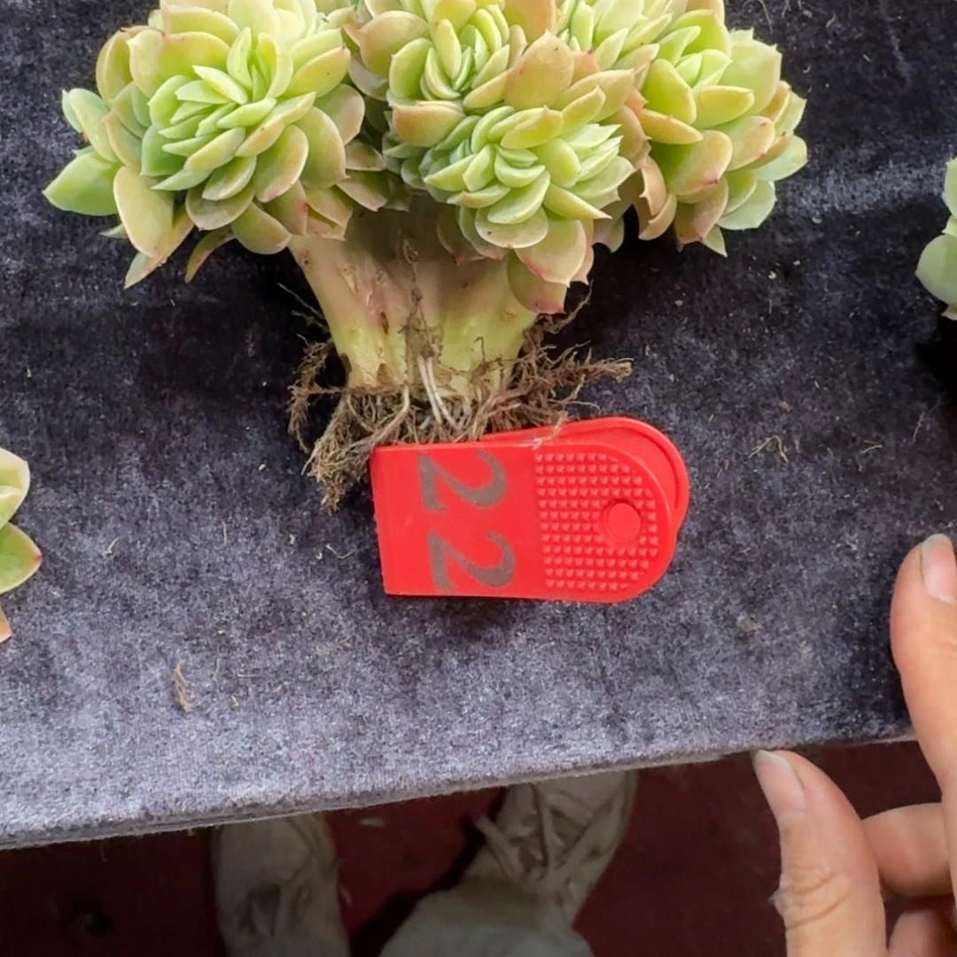 阿***榷星娜塔缀化一物一拍22