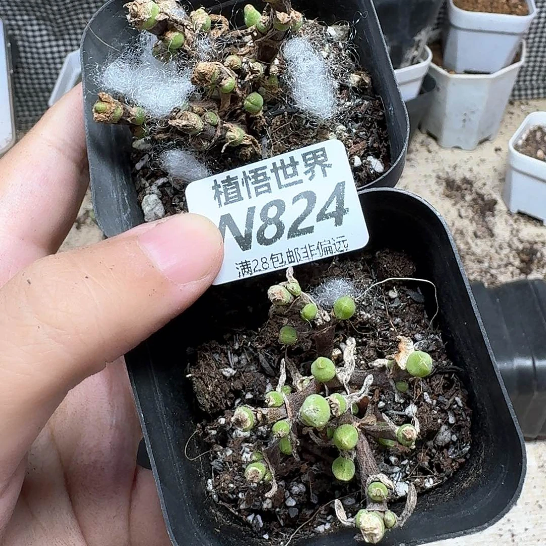多肉植物的润泽从v