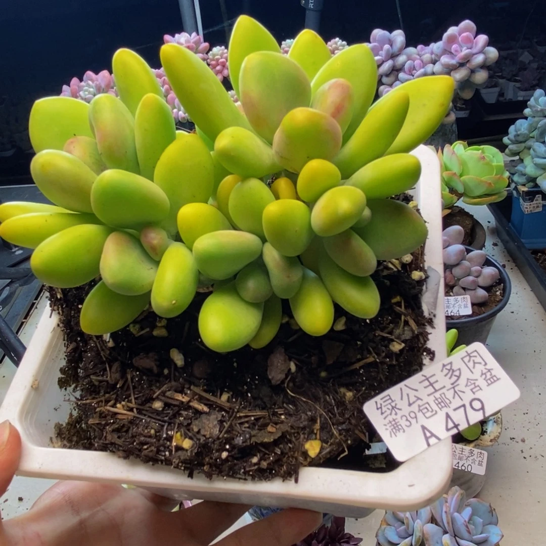 479金蟾芒果奶多肉10cm
