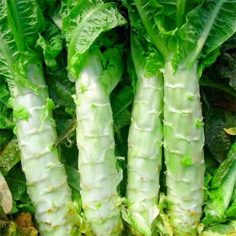 【满5包包邮】清香莴笋种子耐热耐寒蔬菜种子