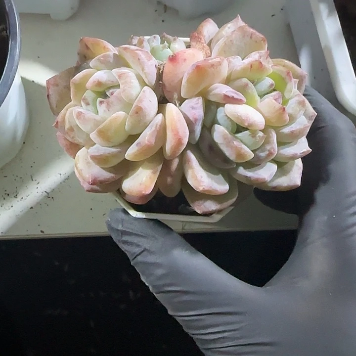 青蛙王子儿童牙膏11