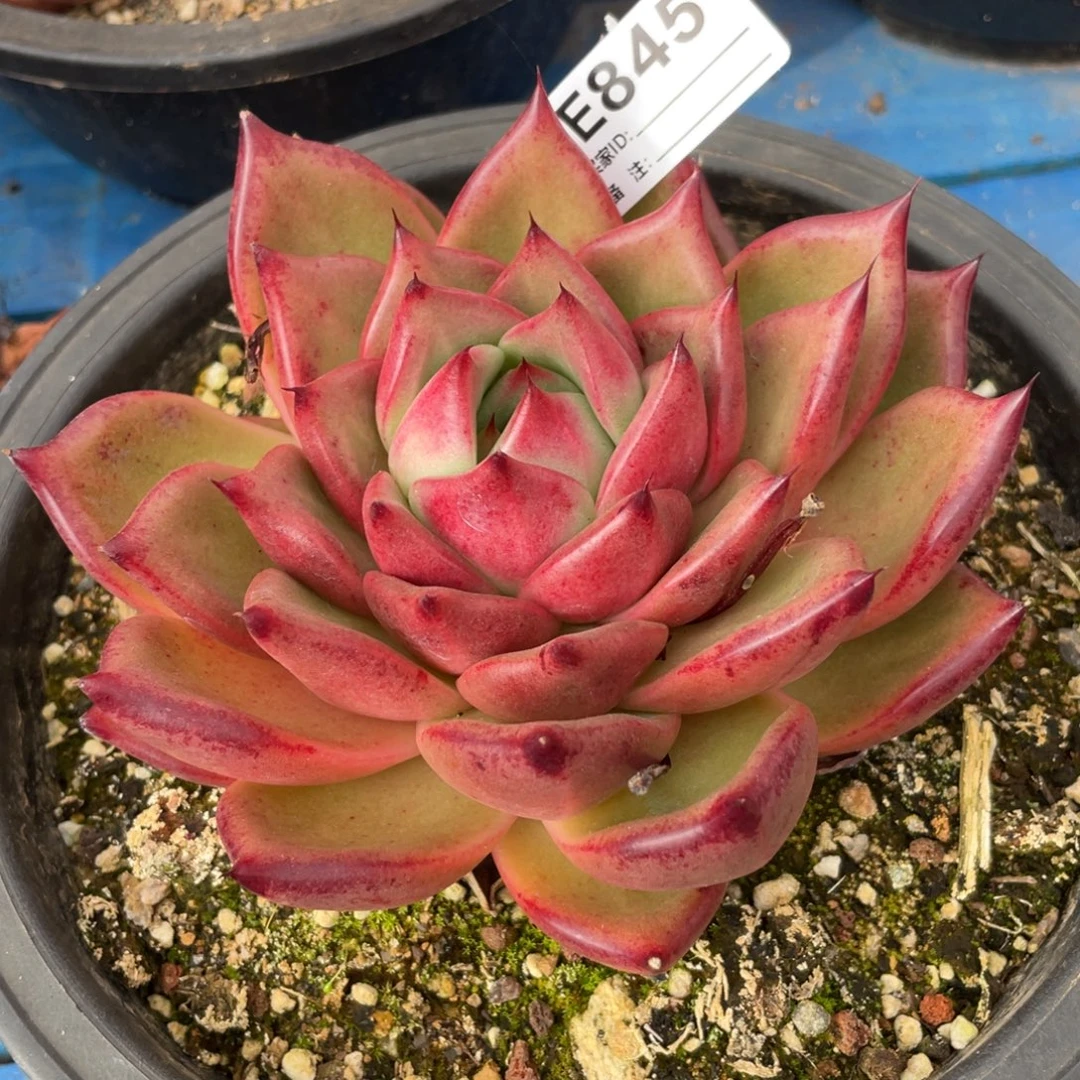 无花朵若如东云组拍E845