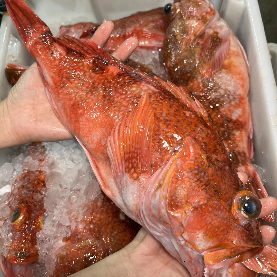 广东汕尾野生深海大红石斑