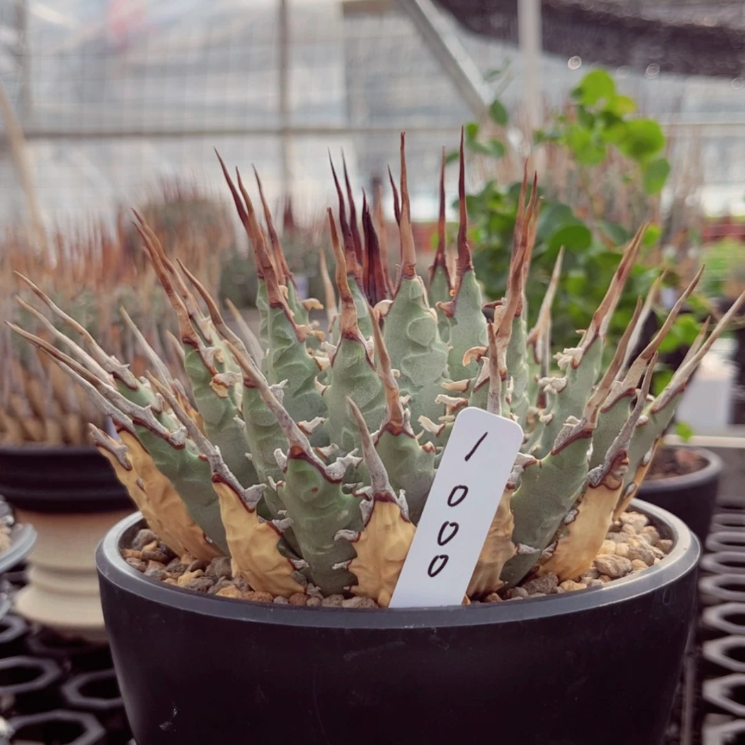 【闪购商品】熟桩/16公分