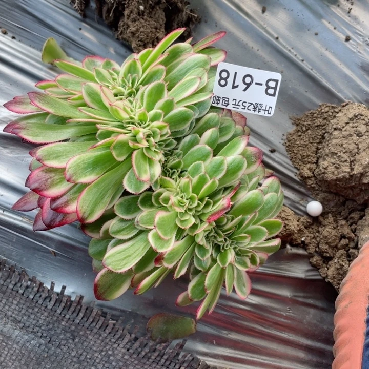 开**寓618铜白多肉12345678