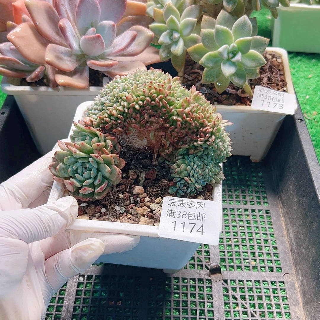多肉一物拍植物1174
