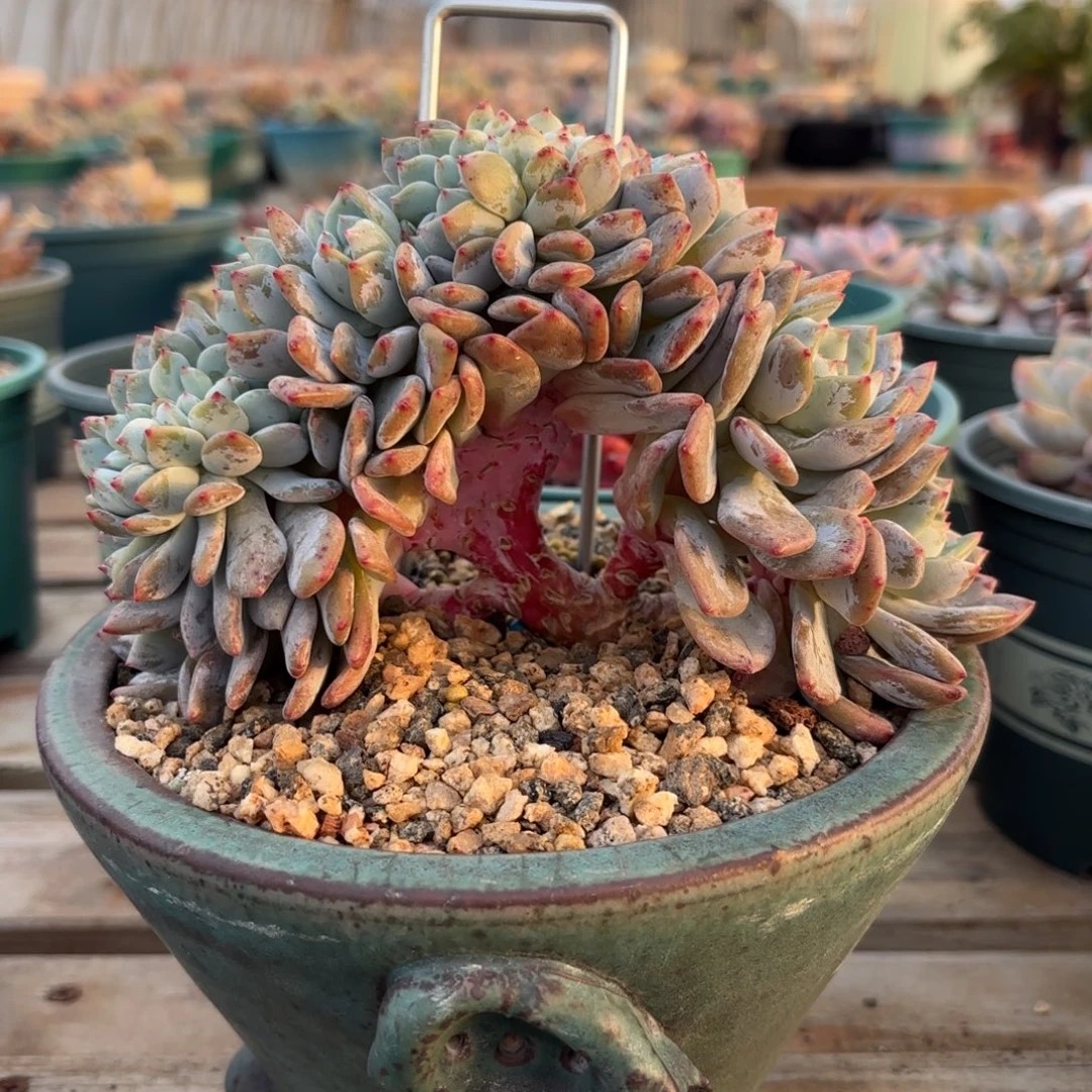 叶插梦露缀化，不错呦。