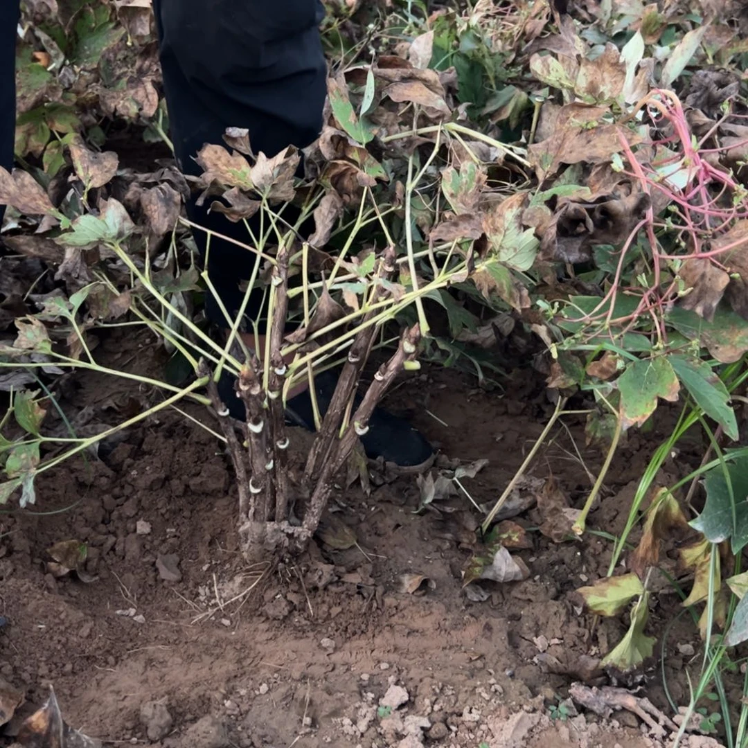 当前无花栽培后可以开花岛锦